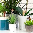 Plant Pot Hunks Sale