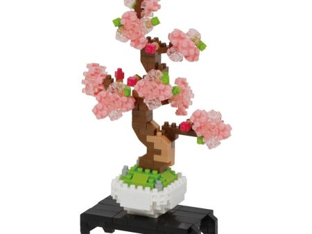 Bonsai Sakura For Sale