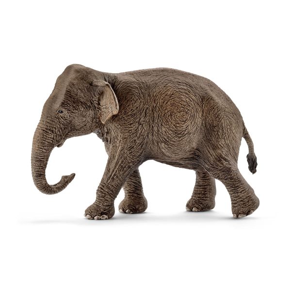 Asian elephant female Cheap