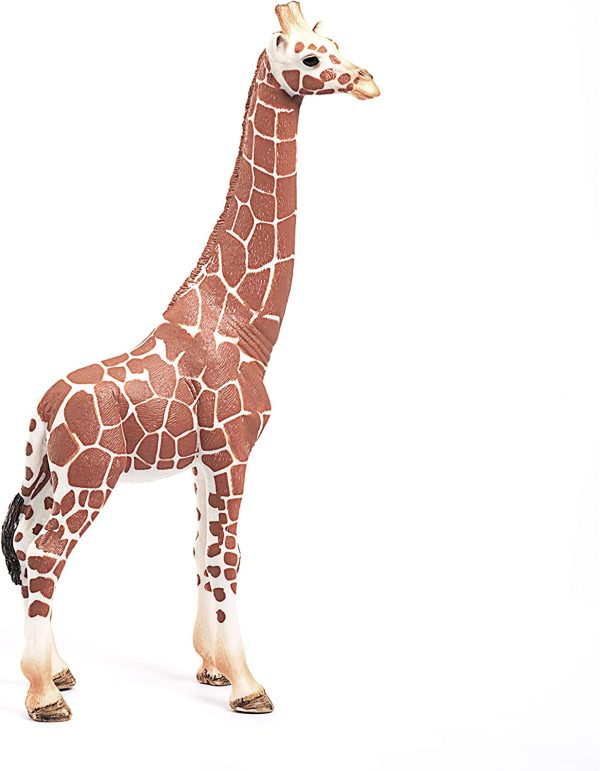 Giraffe female For Cheap