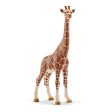 Giraffe female For Cheap