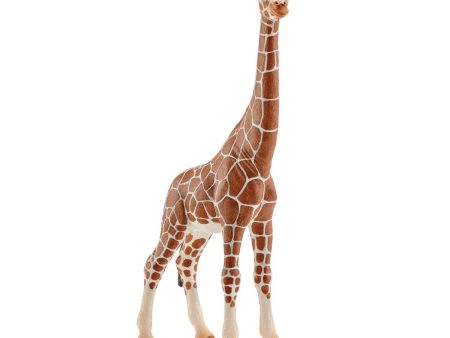 Giraffe female For Cheap