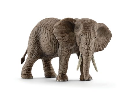 African elephant female on Sale